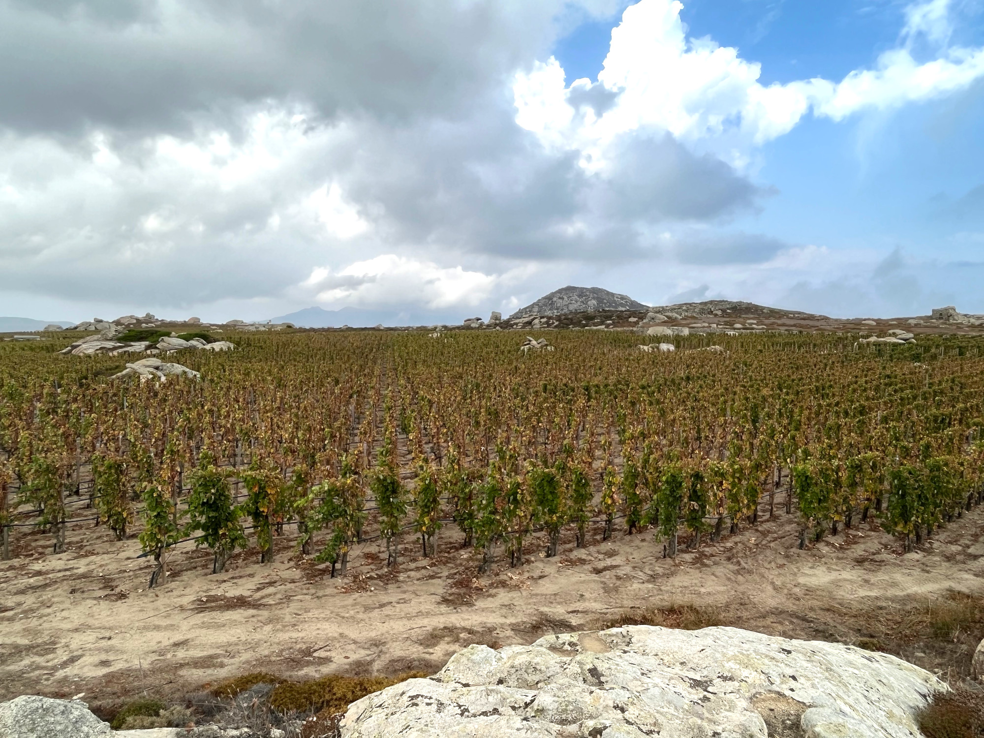 Vineyard in Tinos